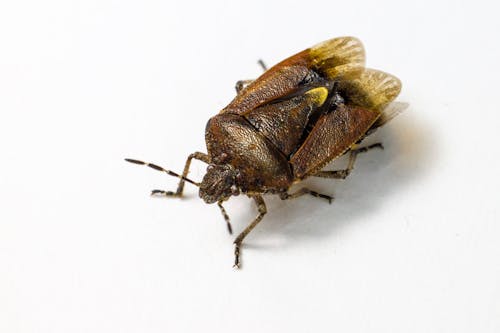 Close Up Shot of a Bug