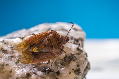 A Macro Shot of a Bug