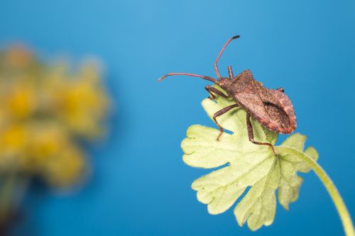 Free A detailed macro shot of a Coreus Marginatus bug perched on a leaf against a blue background. Stock Photo