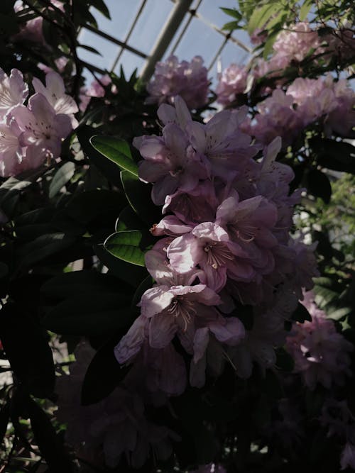 Gratis stockfoto met azalea, bloeien, bloem fotografie Stockfoto