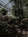 Green Plants Inside Greenhouse