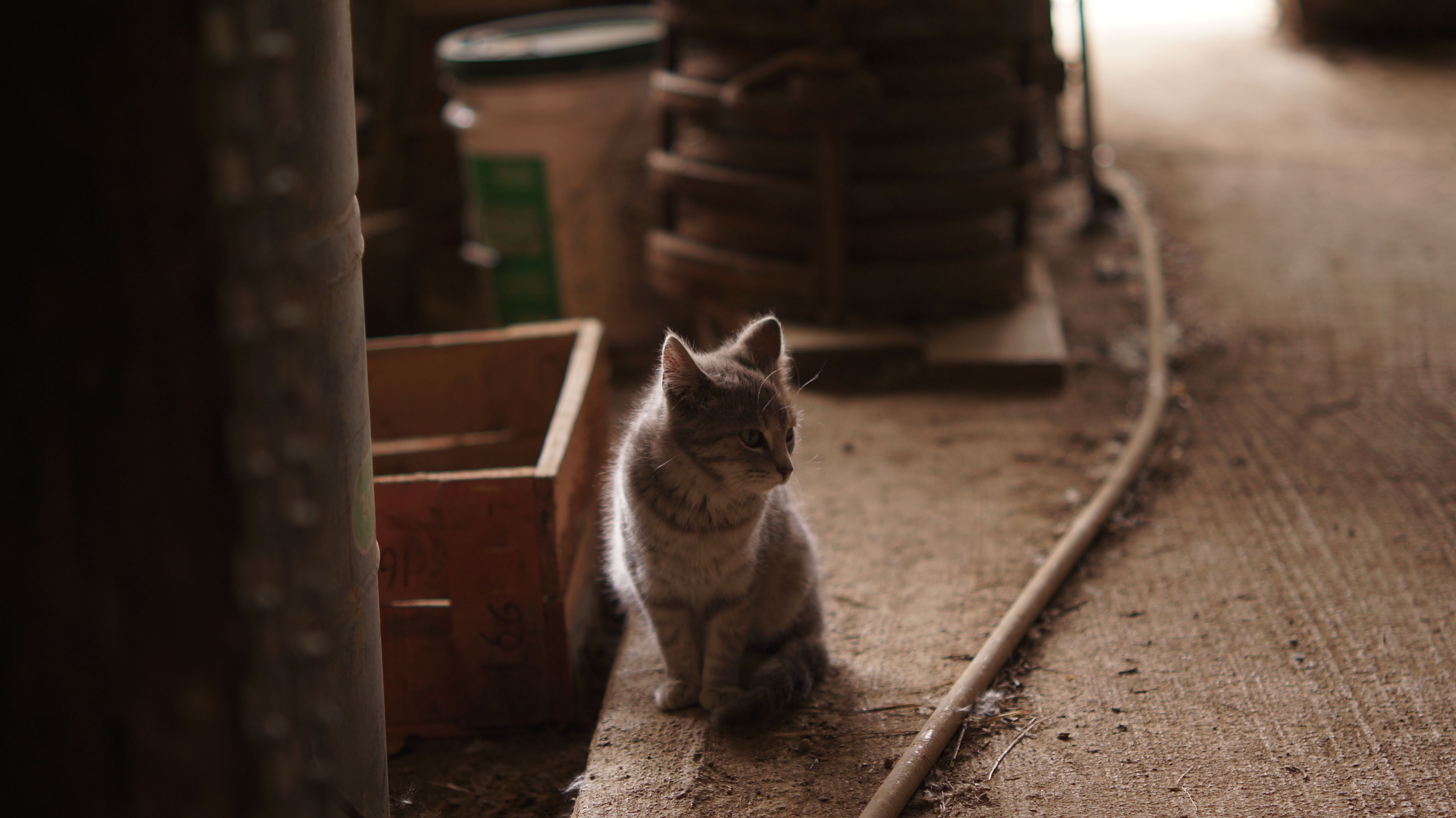 Portrait of a cat at a veterinary clinic