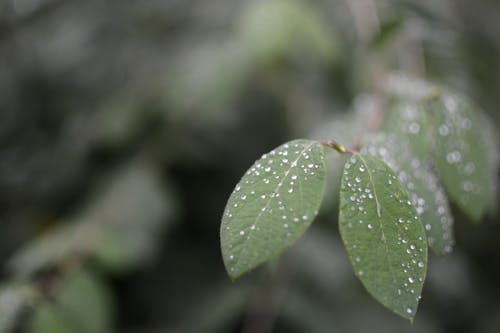 Green Leaves With Waterdrops