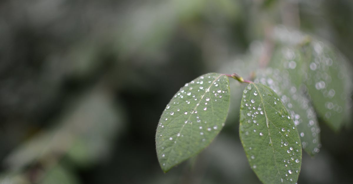 Green Leaves With Waterdrops