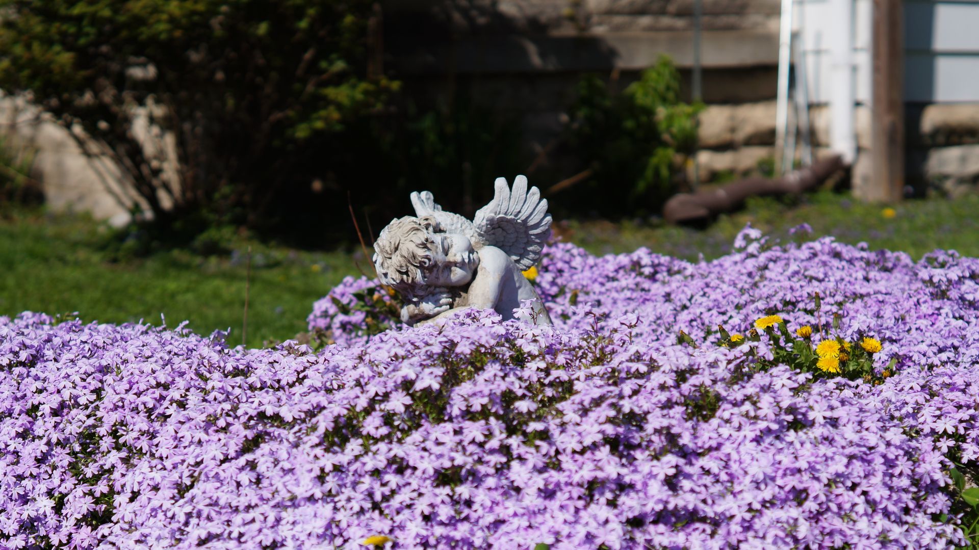 A serene stone angel statue surrounded by vibrant purple phlox flowers in a lush garden setting.