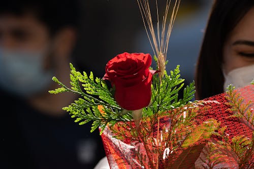 Бесплатное стоковое фото с букет, Красная роза, крупный план