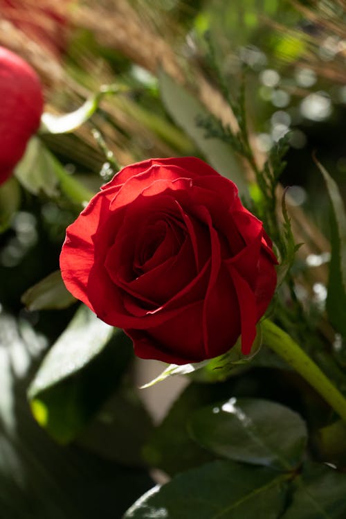 Close-Up View of a Red Rose