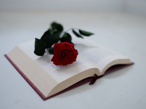 Free A Red Rose on an Open Book Stock Photo