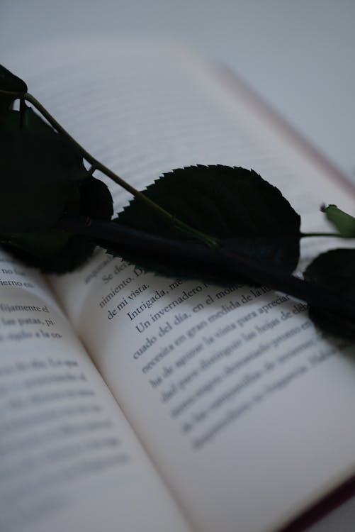 Close-Up Photo of Dark Green Leaves on a Book · Free Stock Photo