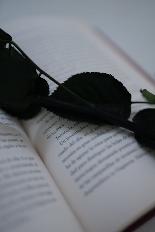 Close-Up Photo of Dark Green Leaves on a Book
