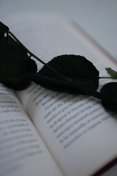 Free An intimate view of an open book with dark green leaves laid across its pages. Stock Photo