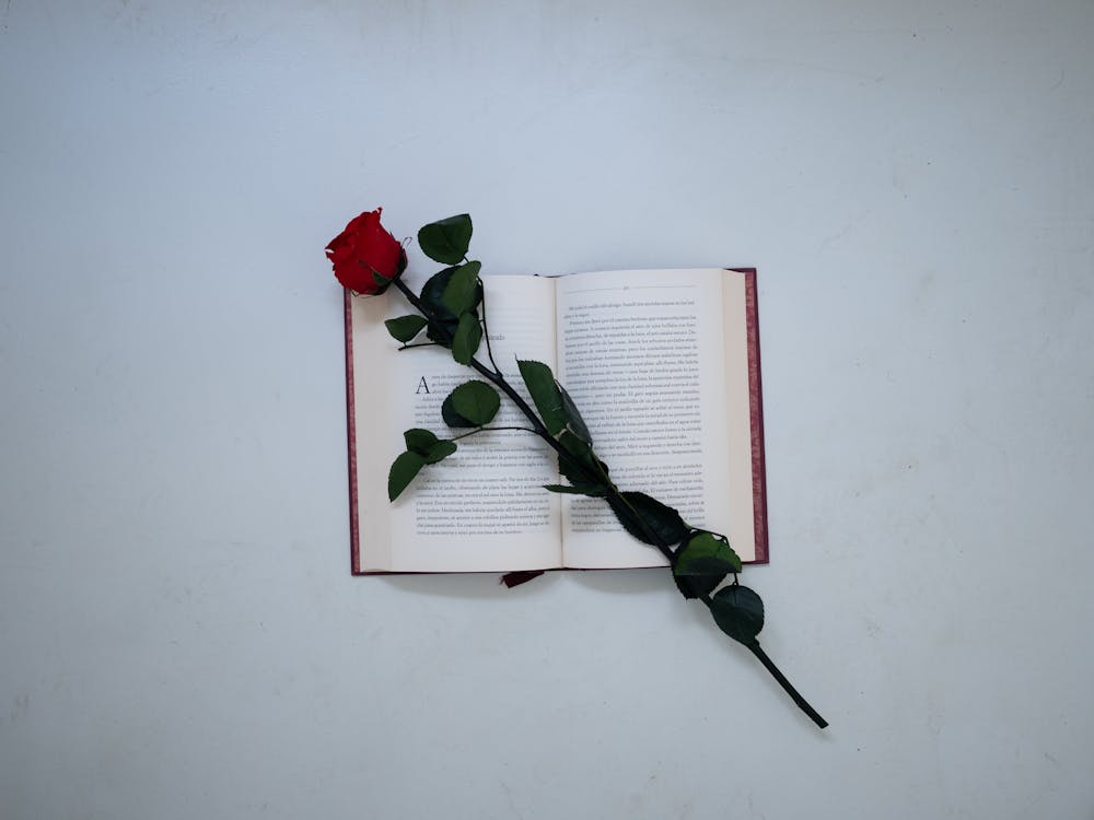 Top View of a Red Rose on an Open Book