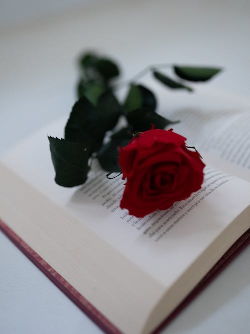 Free A Red Rose on an Open Book Stock Photo