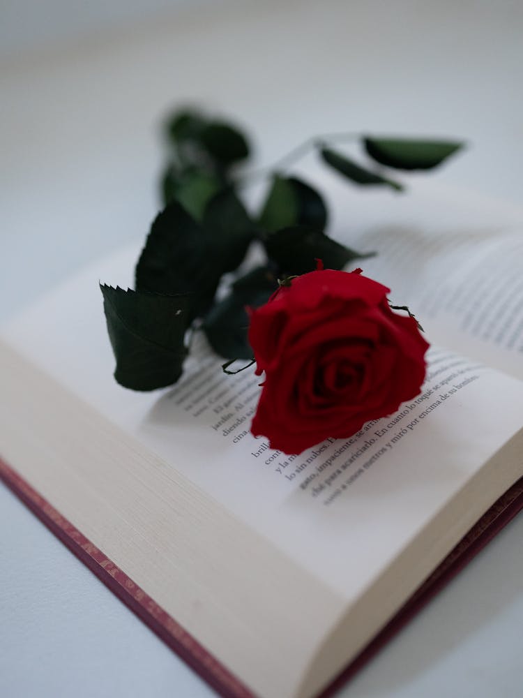 A Red Rose On An Open Book