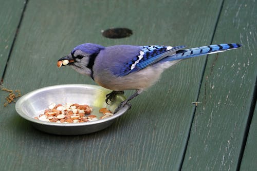 Бесплатное стоковое фото с bluejay, арахис, Клюв