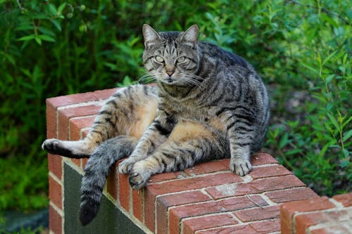 Kostnadsfri bild av katt, sitter, svans mellan benen