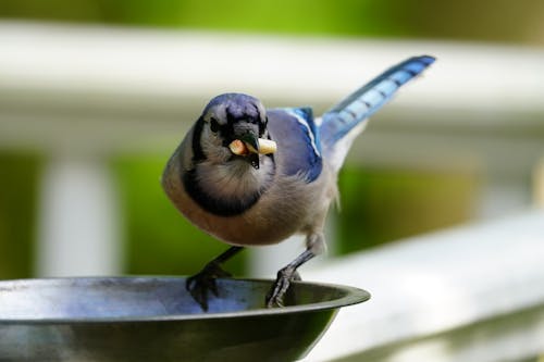 Бесплатное стоковое фото с bluejay, арахис, Клюв