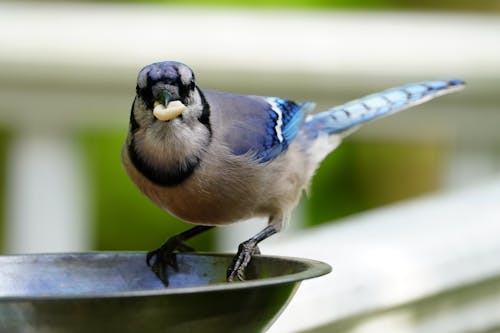 Kostnadsfri bild av jordnötter, näbb