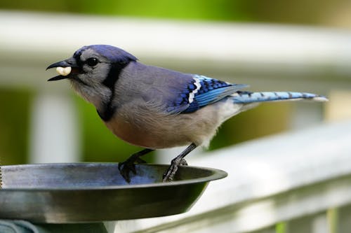 Free Extreme Close-Up View of a Bird Eating Stock Photo