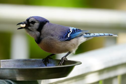 Free Close-up shot of a Blue Jay eating in Callaway, MD. Soft focus background enhances detail. Stock Photo