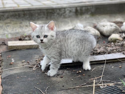 A Cat Standing on the Rubber Mat