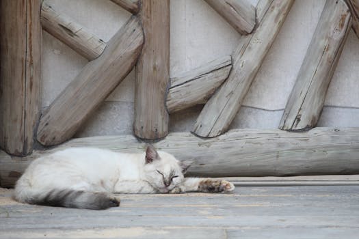 A fluffy cat sleeping peacefully on a wooden deck against rustic beams.
