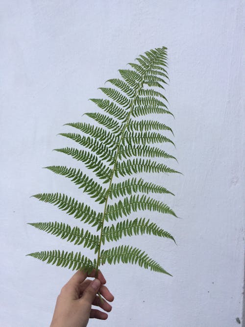 Person Holding Green Fern 