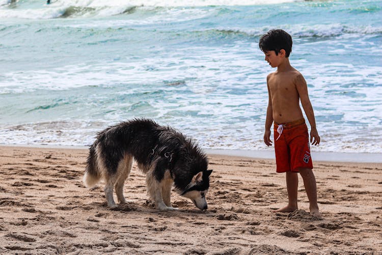 A Boy And A Dog At The Beach