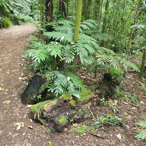 Free stock photo of ferns, moss, new zealand