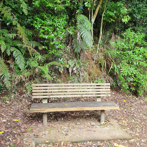 Free stock photo of bench, ferns, new zealand