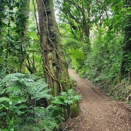 樹, 樹叢, 紐西蘭 的 免费素材图片