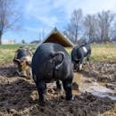 Piglets grazing in yard of farm in daytime