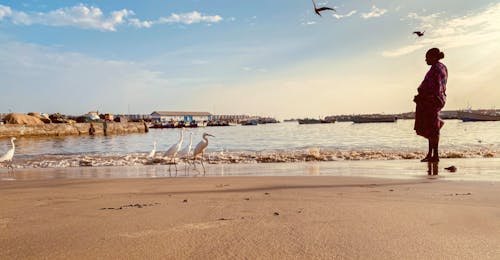 Free stock photo of birds, blue ocean, fishing