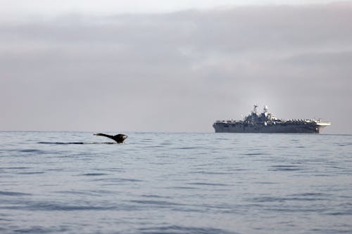 Free Whale in the Water Near the Ship Stock Photo