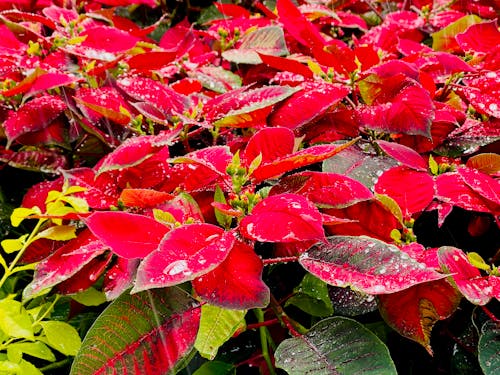 Photos gratuites de noël, poinsettia, rouge