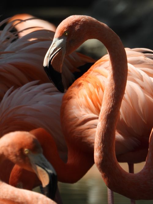 Free Vibrant close-up of flamingos showcasing their elegant long necks in a serene setting. Stock Photo