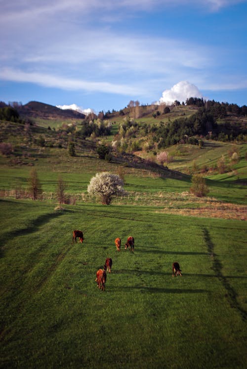 Farm Animals Grazing on Green Field