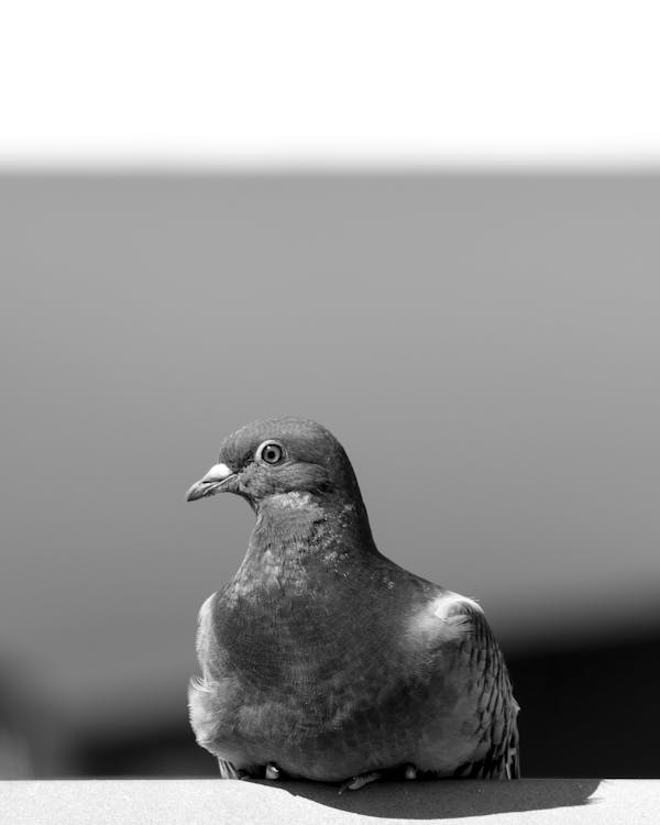 Grayscale Photo of a Pigeon