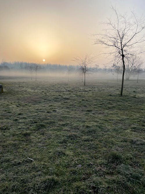 Foto profissional grátis de área, árvores nuas, clima