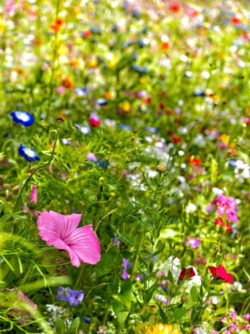 Foto stok gratis bunga-bunga, daun-daun hijau, flora