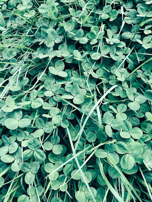 Free stock photo of clover, culture, dreamy