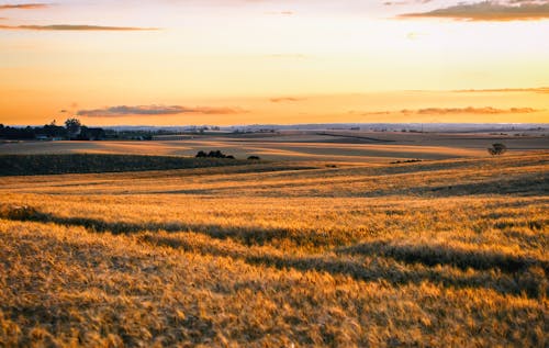 Wheat Fields at  Sunset