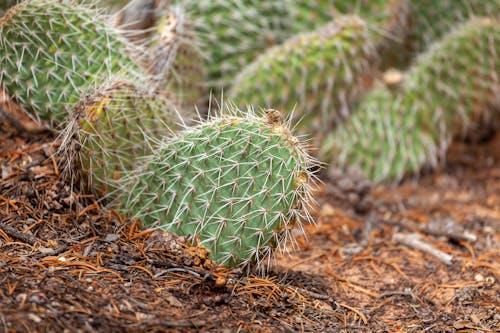 Free Green Cactus Plant on Brown Soil Stock Photo