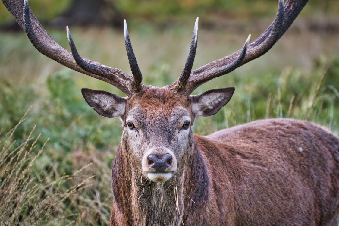 Free A Barbary Stag in Close-up Photography Stock Photo