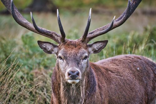 Free Close-up of a majestic red deer with antlers standing in a natural habitat during daytime. Stock Photo