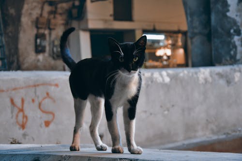 Tuxedo Cat on Concrete Floor