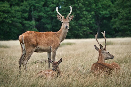 Deer in a Field