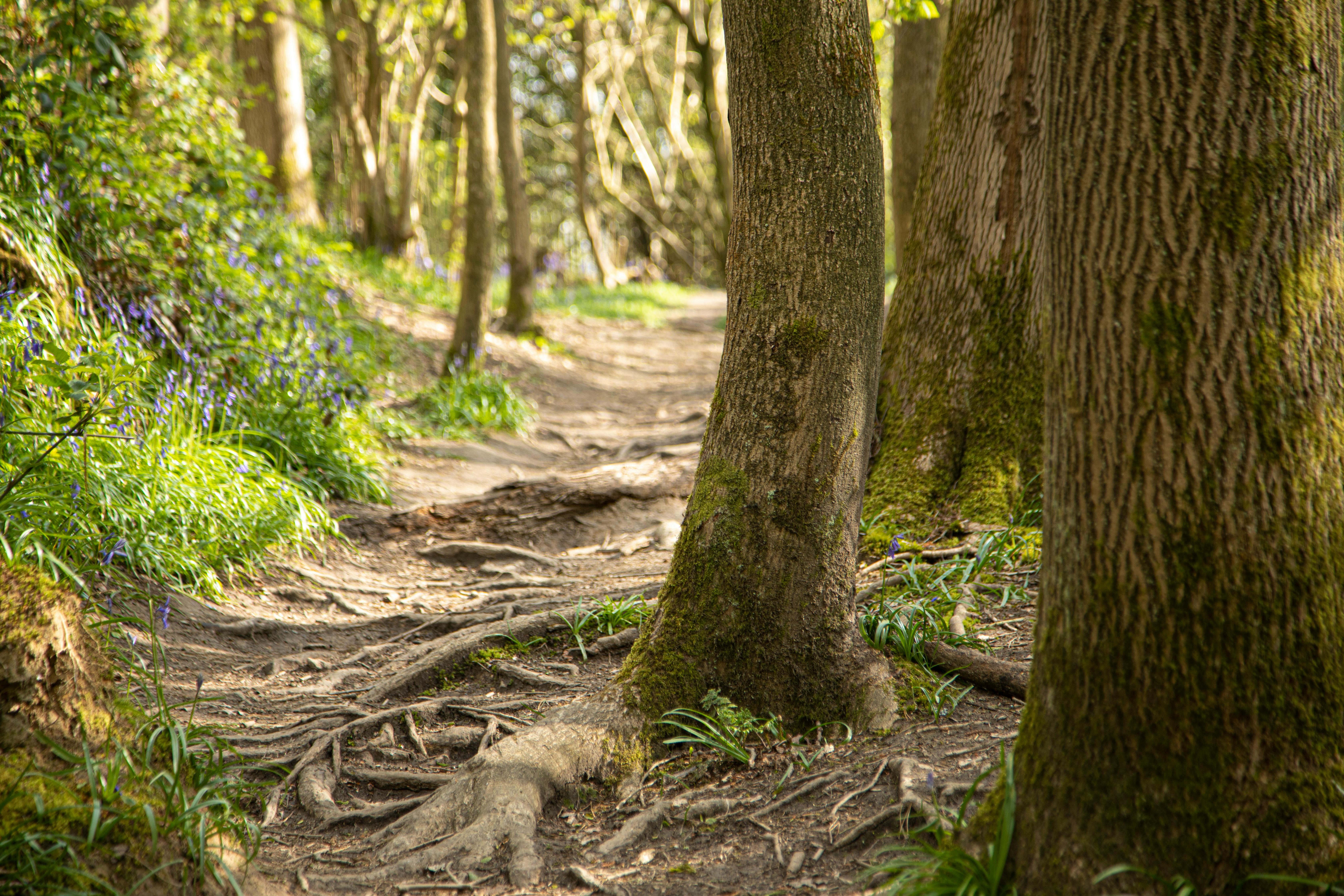 Serene woodland path with tree trunks and wildflowers in an English forest.