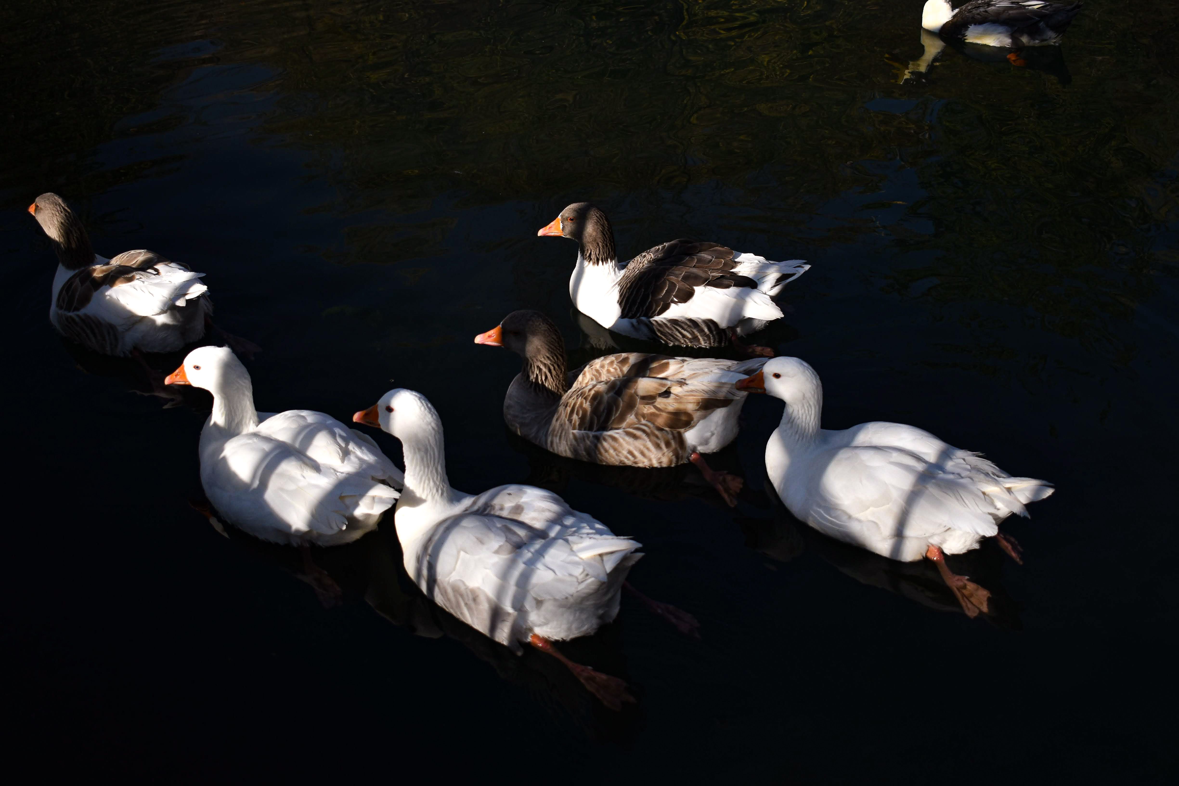 Les GANs : L'Art de l'IA pour Créer des Faux Parfaits