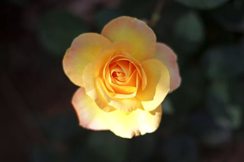 A Yellow Rose in Bloom